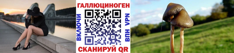 купить   Кострома  Галлюциногенные грибы прущие грибы 